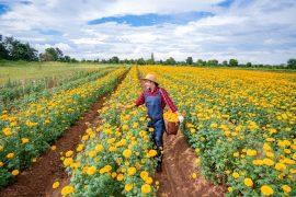 2026/06/Marigold-protein.jpg