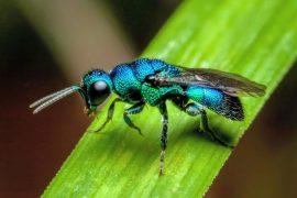 2026/06/Insect-species-.jpg