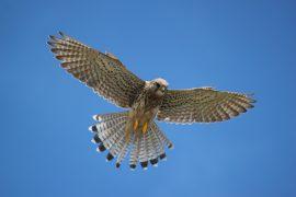 2026/06/robotic-bird-kestrel.jpg