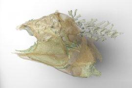 2026/06/ancient-fish-brain.jpg