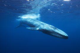 Blue,Whale,In,Mirissa,Srilanka