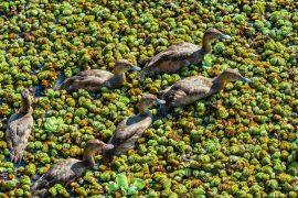 Female,And,Grown-up,Ducklings,Of,Rosy-billed,Pochard,(netta,Peposaca),In