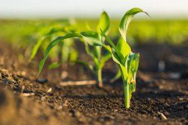 2026/07/rising-CO2-plants.jpg