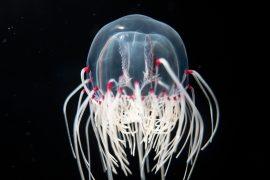 2026/07/Jellyfish-wounds.jpg