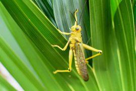 2026/07/mowing-insects.jpg