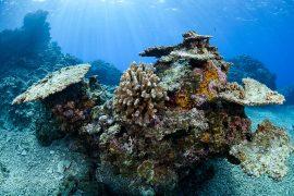 Bleached,And,Dead,Coral,Reefs,Of,Ishigaki,,Okinawa,Japan,Due