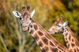 2026/07/Close-up-of-giraffes.jpg