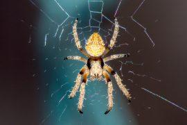 2026/07/Forest-spiders.jpg