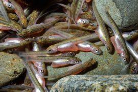 Hatched,Salmon,Fry.,Hokkaido,Japan.