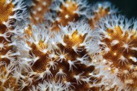 The,Opened,White,Coral,Polyps,Macro.
