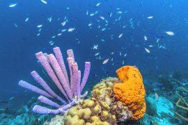 2026/07/Sea-sponge-photosynthesis.jpg