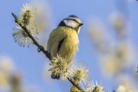2026/07/birds-pollinate-flowers.jpg