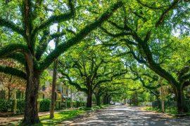 2026/07/City-trees.jpg
