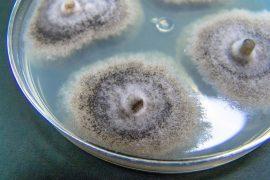 2026/07/fungal-chemicals.jpg