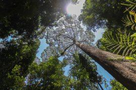 Looking,At,A,Tall,Big,Tree,In,Poring,,Sabah,,Malaysia.
