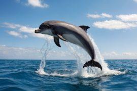 2026/07/Plastic-bottles-dolphins.jpg