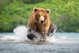 2026/07/Brown-bear-jaws.jpg