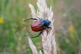 2026/07/fungi-kill-plant-pests.jpg
