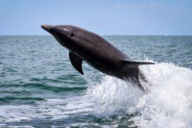 2026/07/Adriatic-bottlenose-dolphins.jpg