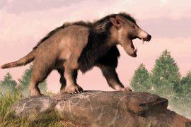 2026/07/Ancient-mammal-teeth.jpg