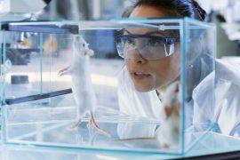 Medical,Research,Scientists,Examines,Laboratory,Mice,Kept,In,A,Glass