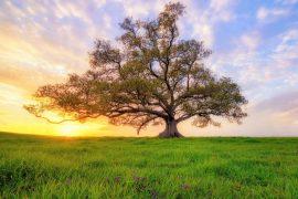 2026/07/Tree-evolution.jpg