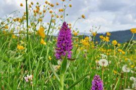 2026/07/Wildflower-meadow-restoration.jpg