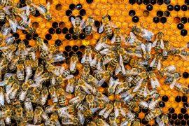 Bee,On,Honeycombs,With,Honey,Slices,Nectar,Into,Cells.,Abstract