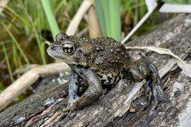 2026/07/Western-toad-Canada.jpg