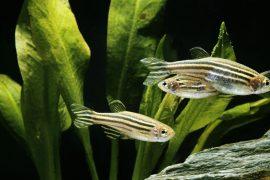 Zebrafish,,Brachydanio,Rerio,Underwater,View