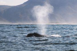 2026/07/Whale-poop.jpg