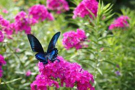 2026/07/Alpine-butterflies.jpg