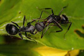 Adult,Females,Carpenter,Ants,Of,The,Genus,Camponotus,Doing,Chemical