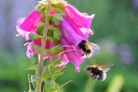 2026/07/bumblebees-taste-food.jpg