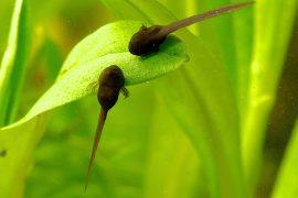 2026/07/Tadpole-sunburn.jpg