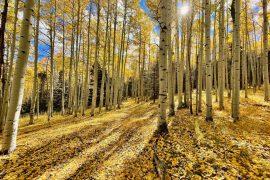 2026/07/Aspen-trees-wildfires.jpg