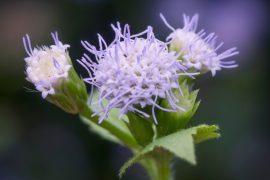 2026/07/invasive-plants.jpg
