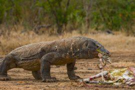Komodo,Dragon,Eat,Their,Prey.,Indonesia.,Komodo,National,Park.,An