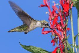 2026/07/Hummingbird-pollination.jpg