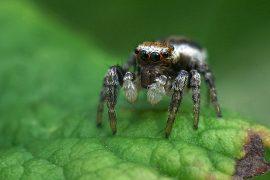 Macrophotography,Of,A,Horse,Spider.a,Spider,With,A,Lot,Of