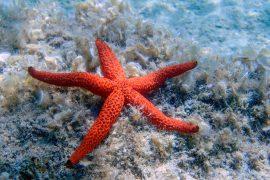 Echinaster,Sepositus,-,Red,Sea,Star,,Underwater,Image,Into,The