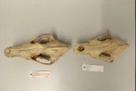 2026/07/Wolf-skulls.jpg