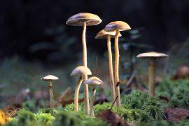 2026/07/psychedelic-compounds.jpg