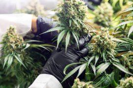2026/07/Cannabis-potency.jpg