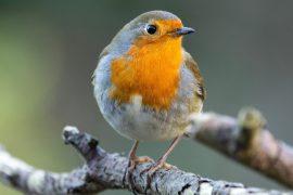 2026/07/wildfire-smoke-birds.jpg