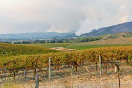 Smoke,From,Wildfires,Over,Hills,And,Vineyards,In,Sonoma,Valley,