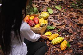A,Woman,Cacao,Farmer,Placing,Harvested,Pods,In,A,Basket