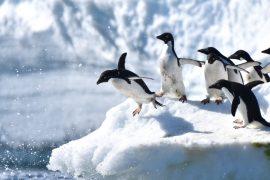 2026/07/Penguin-poop.jpg