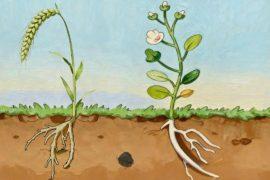 2026/07/Plant-roots-rot.jpg