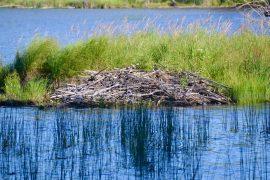 2026/07/beaver-dams-salmon.jpg